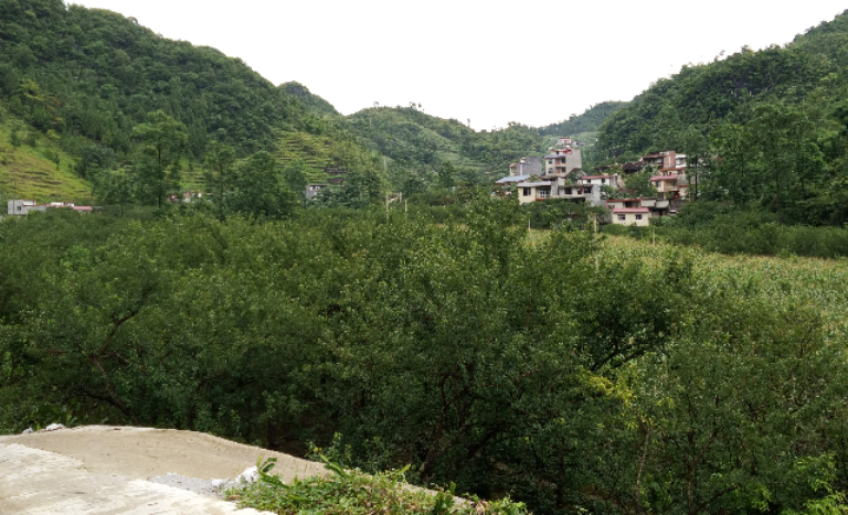 凌云牛心李