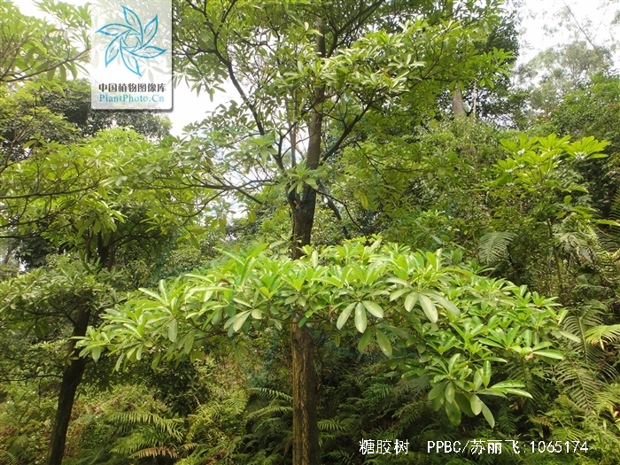  p>糖胶树(学名: i>alstonia scholaris /i> (l.)r. br.