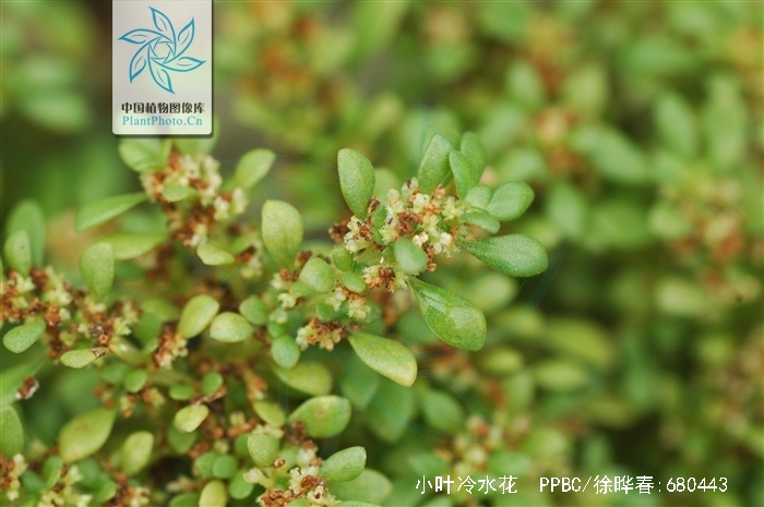  p>小叶冷水花( i>pilea microphylla /i> (l.) liebm.