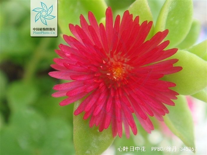  p>心叶日中花(学名: i>mesembryanthemum cordifolium /i> l. f.