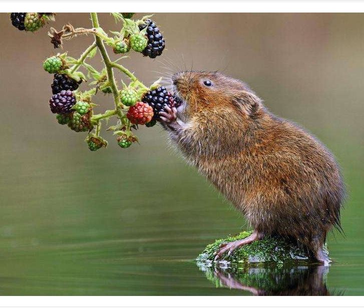  p>觅食行为是动物的 a target="_blank" href="/item/本能行为