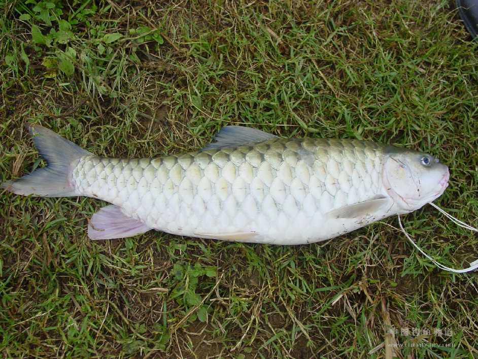 spinibarbus  denticulatus