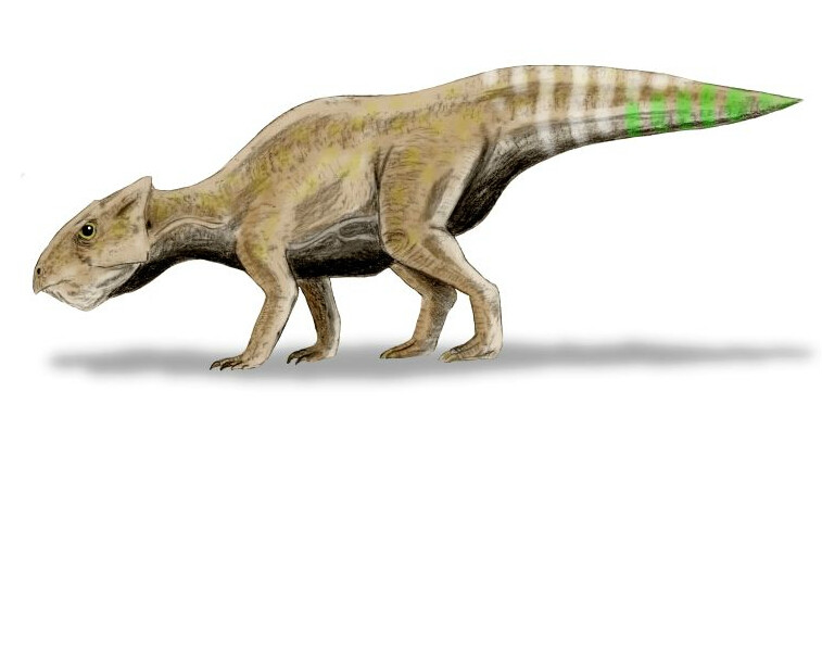 yamaceratops)是种原始的角龙下目恐龙,生存于白垩纪晚期的蒙古戈壁