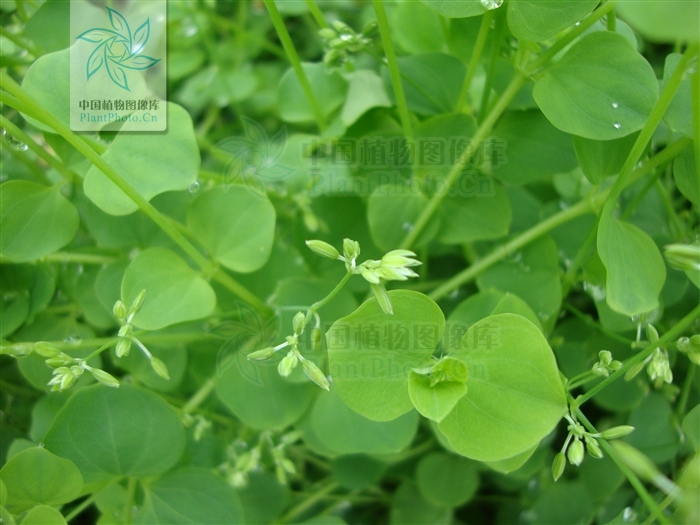  p>荷莲豆草(学名:drymaria diandra blume)是 a target="_blank"