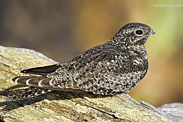  i>chordeiles minor /i>)是夜鹰科,美洲夜鹰属鸟类