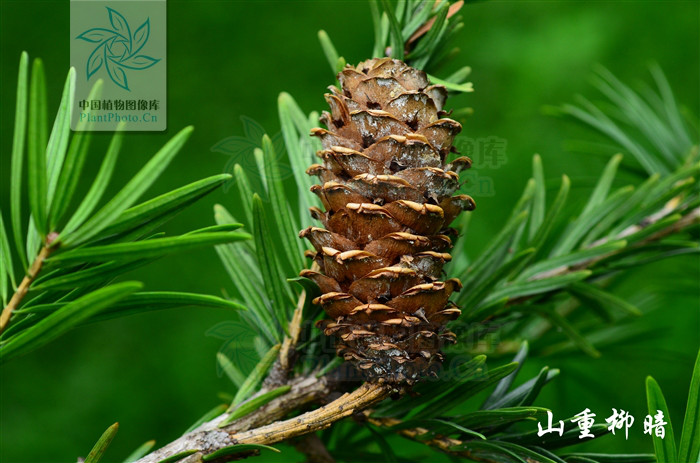 fu):是松科油杉属 a target="_blank" href="/item/乔木/33239" data