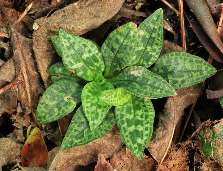  p>小斑叶兰(学名: i>goodyera repens /i>  (l.) r. br.