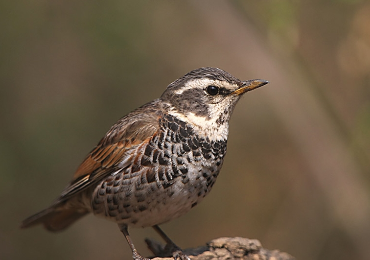 plectrophenax nivalis vlasowae