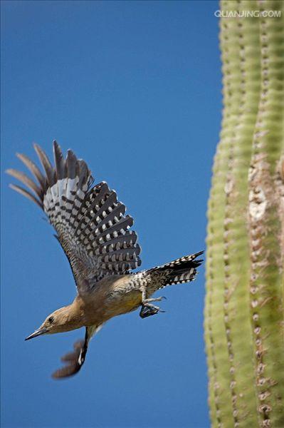  p>吉拉啄木鸟是属 a href="#">鴷形目 /a> a href="#" data-lemmaid=