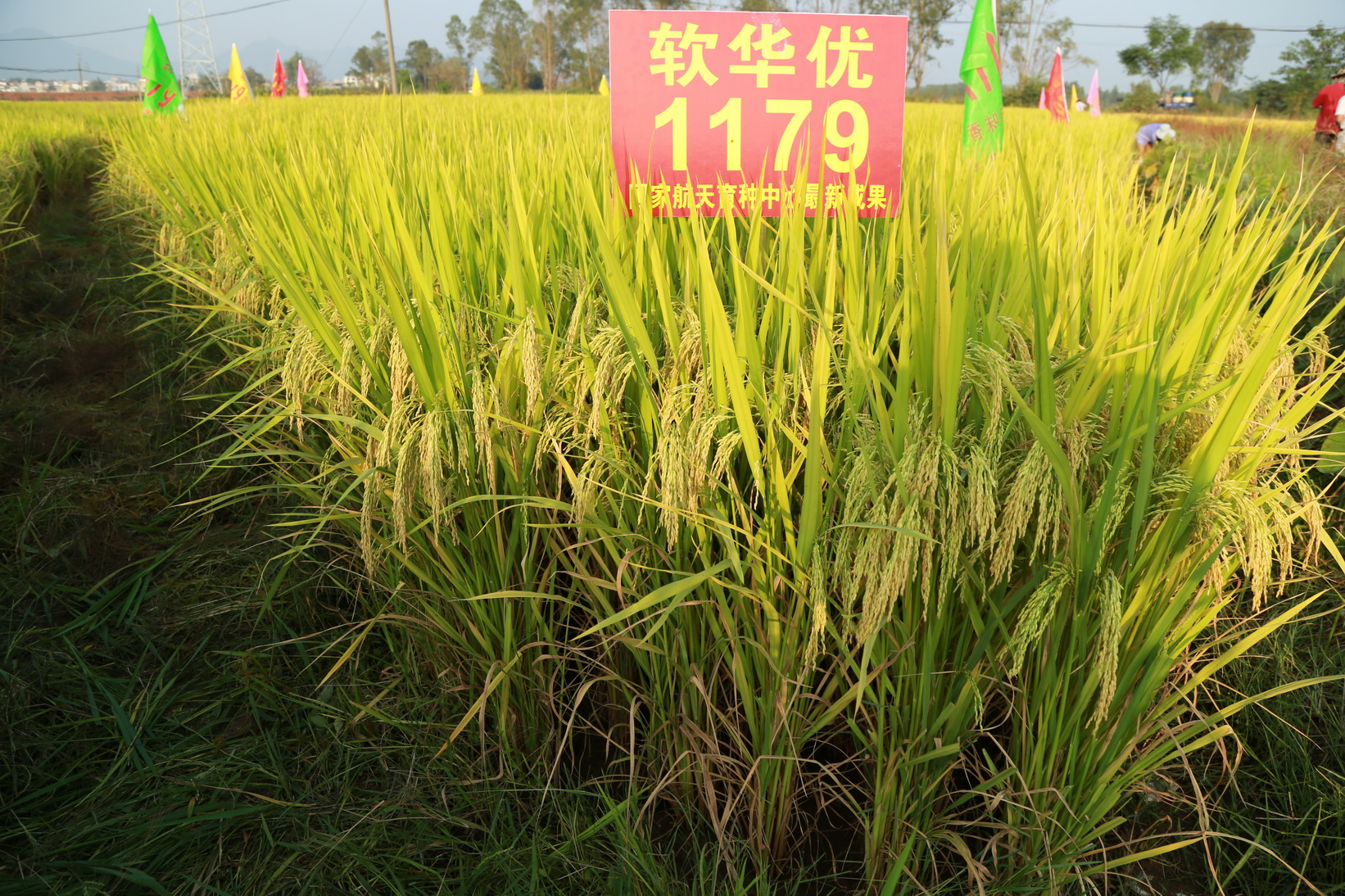 比对照种 a target="_blank" href="/item/深优97125/4622352" data