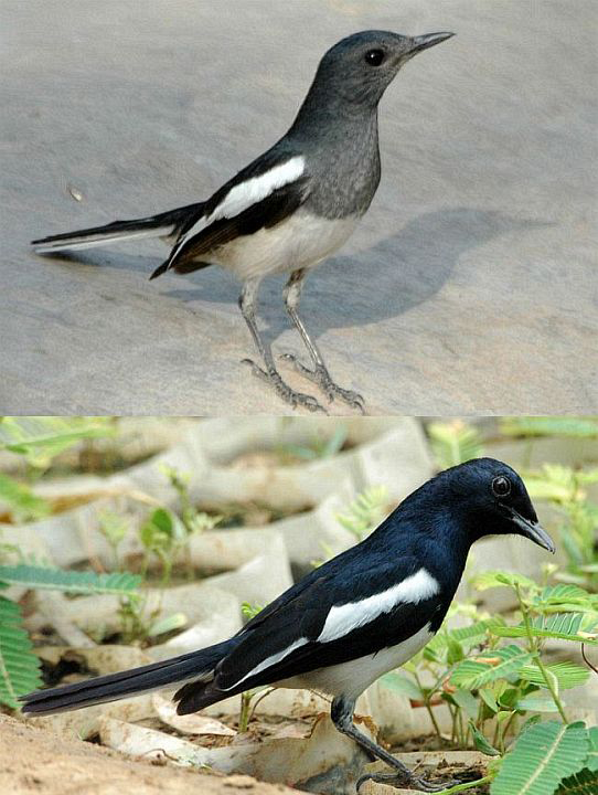 oriental magpie-robin