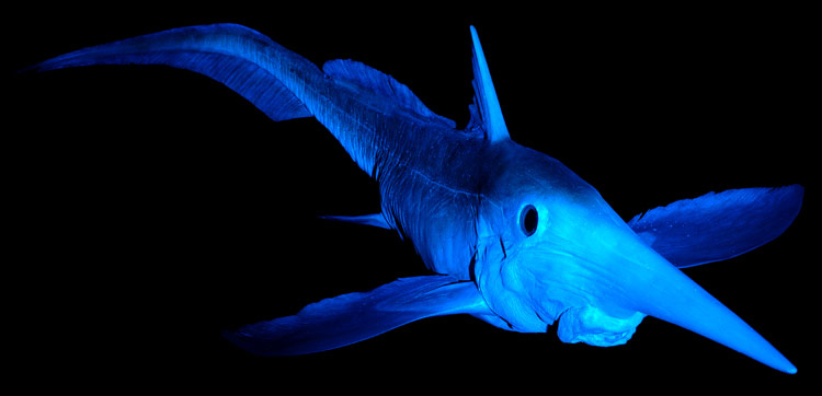 rhinochimaera pacifica)是长吻银鲛科长吻银鲛属的一种深海底栖 a
