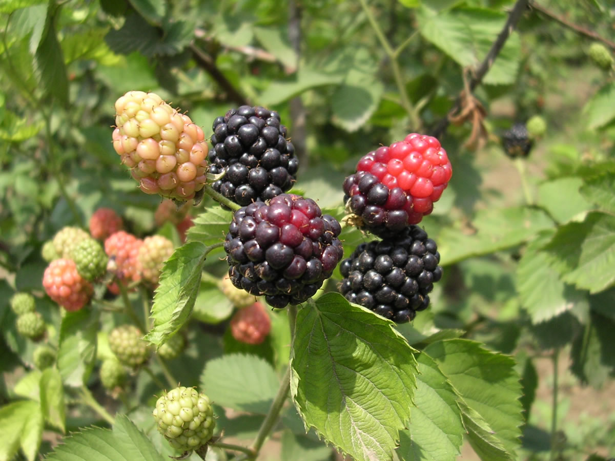  p>美国 a href="#">黑莓 /a>属蔷薇科植物,原产北美,为蔓生或半直立