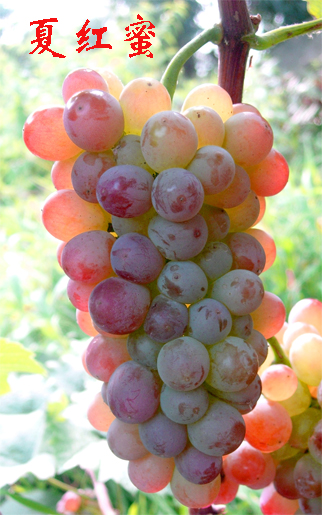 蜜红葡萄