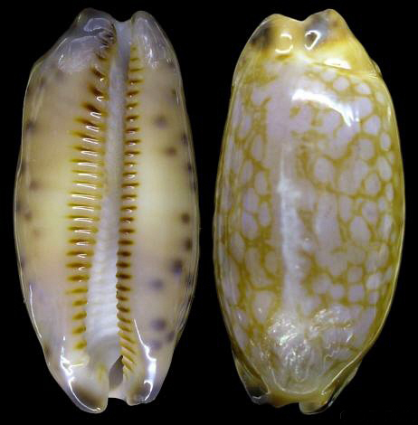 是腹足纲宝螺科的 a target="_blank" href="/item/软体动物/417529"