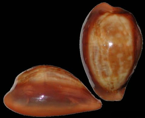 zonaria pyrum nigromarginata