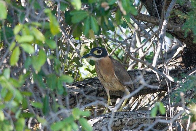  p>白背夜鹭(学名: i>gorsachius leuconotus /i>,英文名:white
