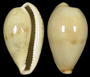  p>姑娘宝螺(学名:palmulacypraea musumea musumea)是腹足纲宝螺科的