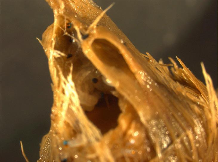  p>韭菜迟眼蕈蚊, i>bradysia odoriphaga /i> yang et zhang,属双翅