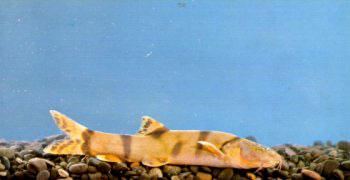  p>长薄鳅(学名: i>leptobotia elongata /i>)为鲤形目鳅科薄鳅属的