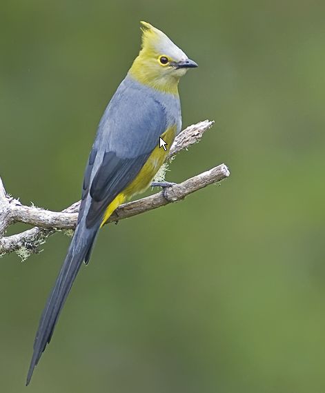 long-tailed silky-flycatcher