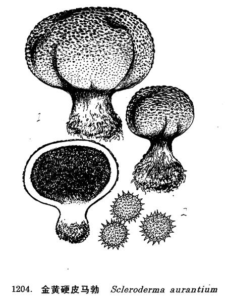  p>金黄硬皮马勃球形至扁球形,直径2.
