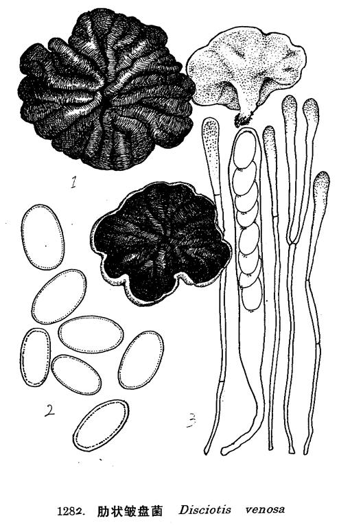  p>子囊盘中等或较大,呈盘状,褐色,有肋状皱纹.