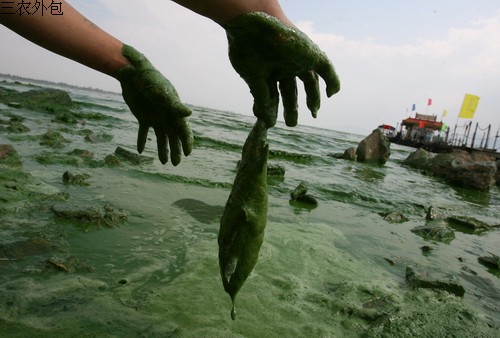  p>蓝藻是最简单,也是最原始的绿色自养植物类群.