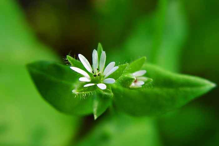 p>繁缕(学名:stellaria media (l.) cyr.