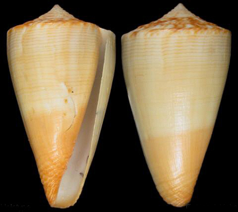 kioconus reductaspiralis reductaspiralis