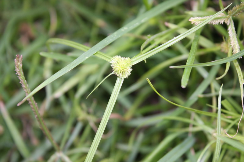  p>短叶水蜈蚣(学名: i>kyllinga brevifolia /i> rottb. descr.