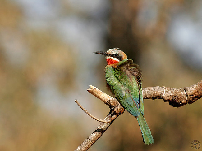 p>白额蜂虎(学名: i>merops bullockoides /i>)是佛法僧目蜂虎科的 a