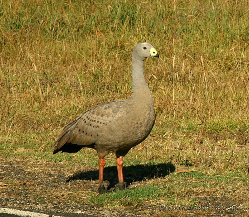  p>澳洲灰雁(学名: i>cereopsis novaehollandiae /i>)是澳洲南部一种