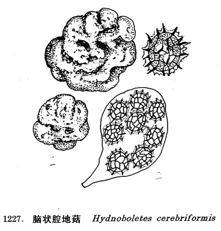 p>子囊果较小,往往形态不正或块状扭曲折叠成脑状,直径0.