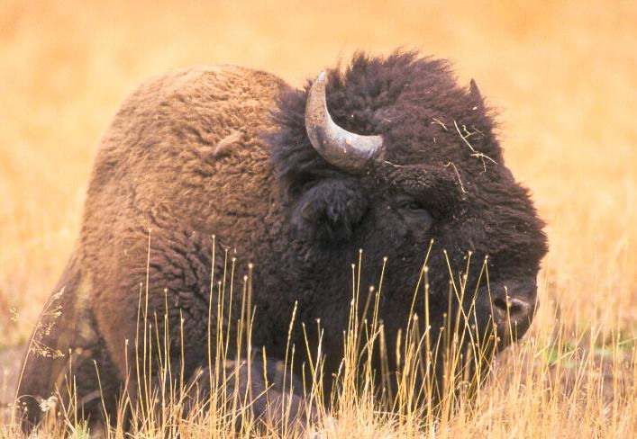 bison bison bison