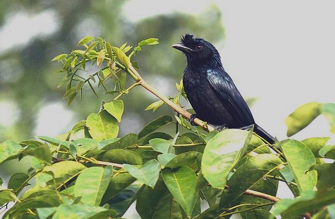  p>长尾大盘尾(学名:dicrurus paradiseus ophorinus)是雀形目 a href