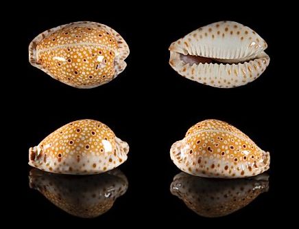  p>眼斑宝螺(学名:erosaria ocellata ocellata )是腹足纲宝螺科的 a