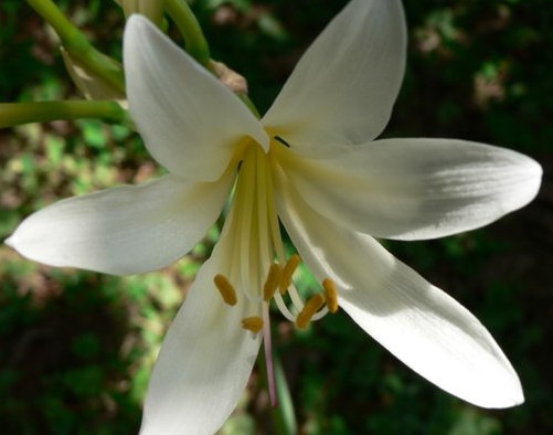  p>乳白石蒜(学名: i>lycoris albiflora /i> koidz) a target="