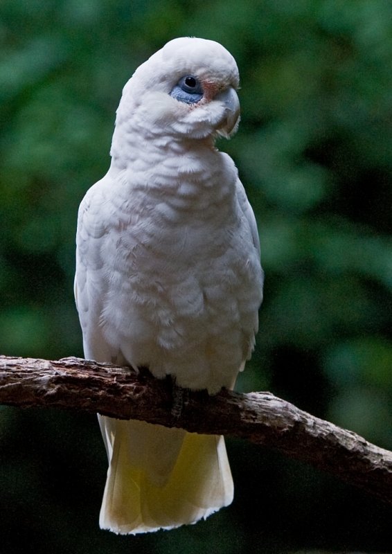  p>蓝眼凤头鹦鹉(学名: i>cacatua ophthalmica /i>)是 a href="#">鹦
