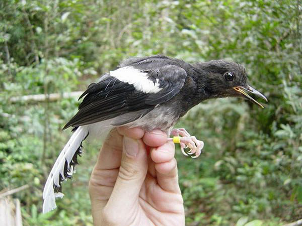 白额燕尾马来亚种