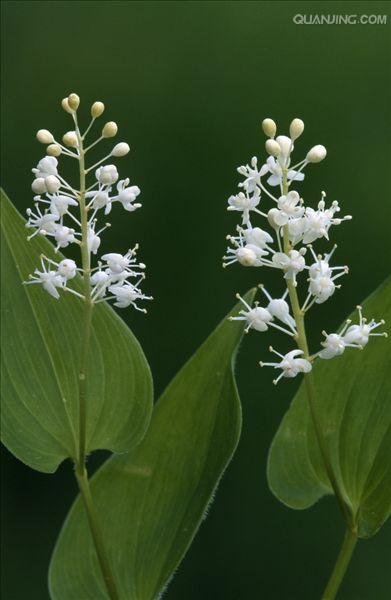  p>舞鹤草是百合科舞鹤草属植物.