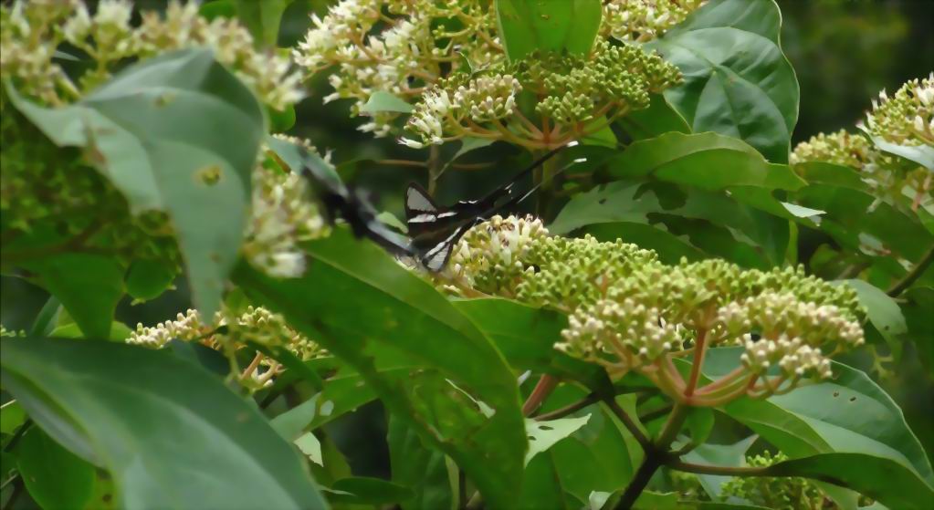  p>水红木(学名: i>viburnum cylindricum /i> buch. -ham. ex d.