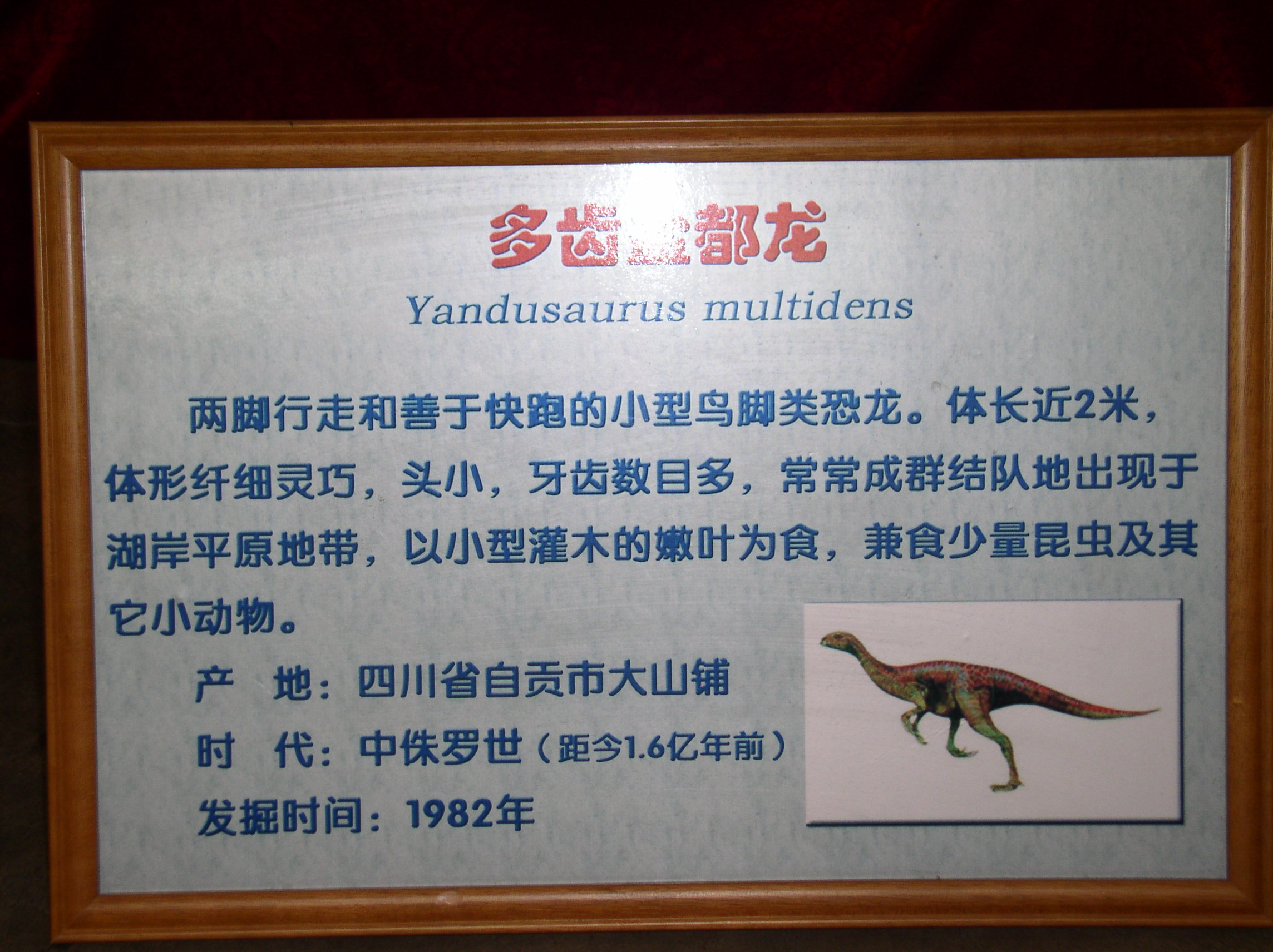 多齿盐都龙(y.multidens)