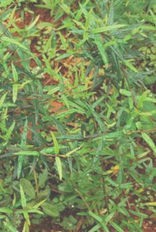 鬼柳树小枝近四棱形,无毛,密被细小鳞片;叶革质