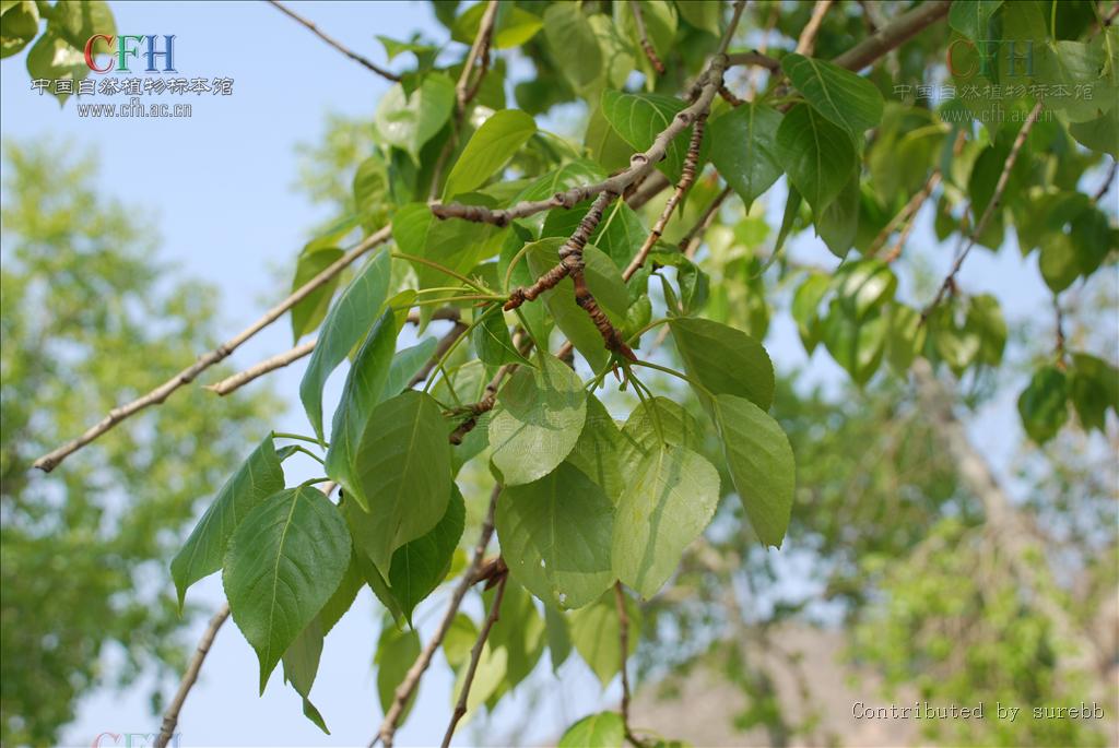  p>青杨(拉丁学名: i>populus cathayana  /i> a href="#">rehd.