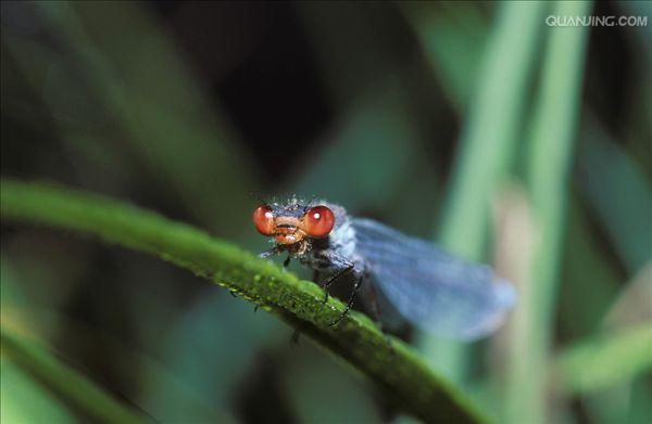 class="ref" data-ctrid="tidabcwj7kwv">豆娘,是昆虫纲蜻蜓目束翅