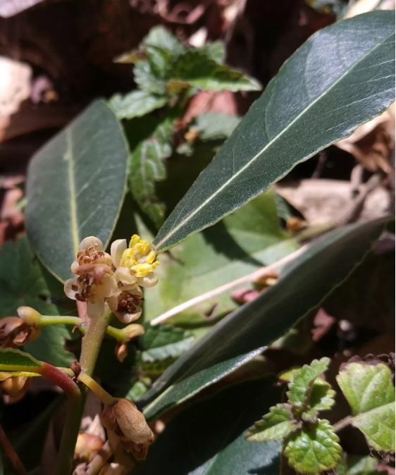 中国式的吉祥 摘得 桂 冠 百科ta说