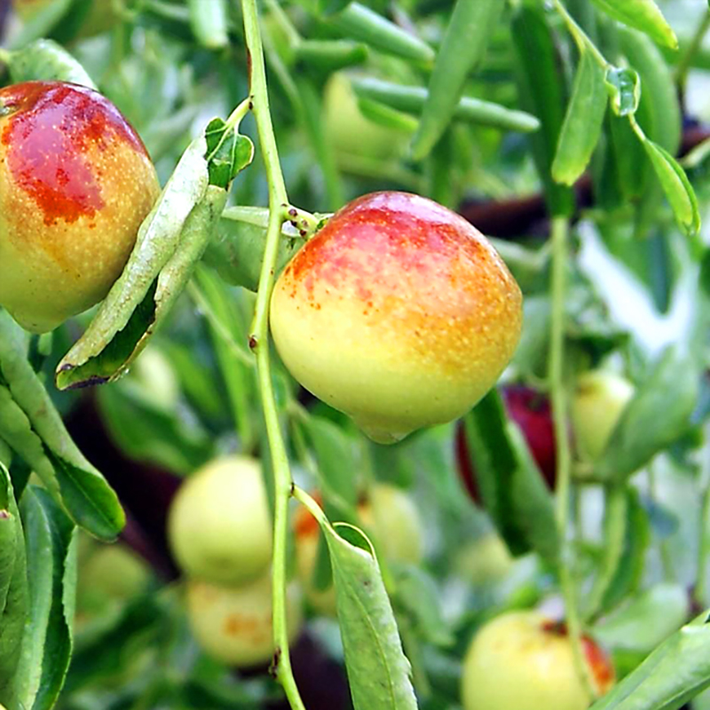 v0b2">鲜枣(又名鲜食枣),是指没有经过加工直接从枣树采摘下来的枣果