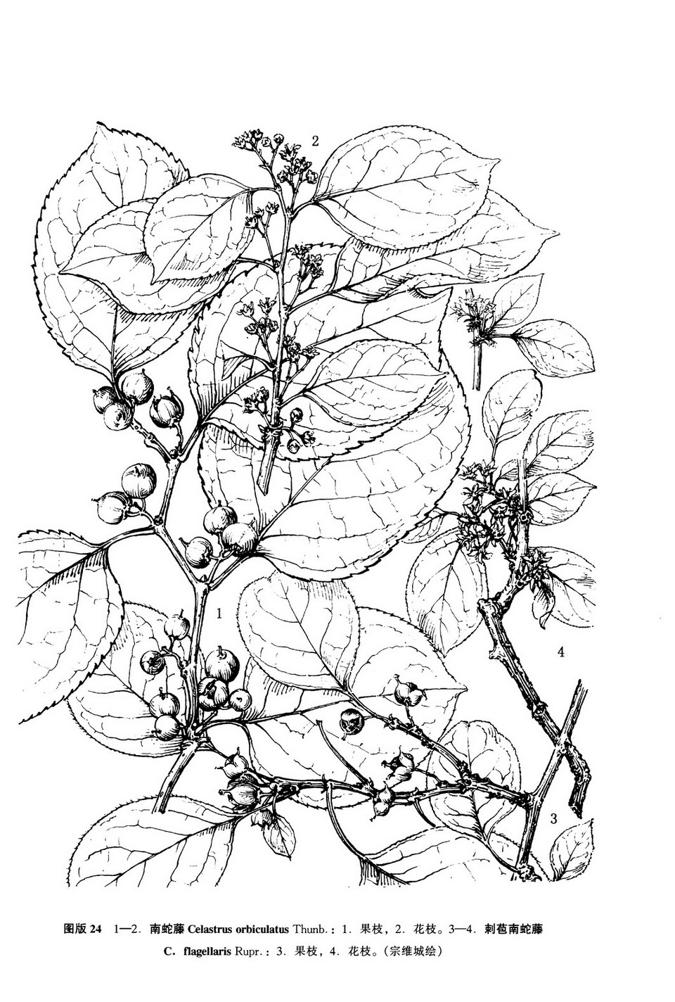 刺苞南蛇藤