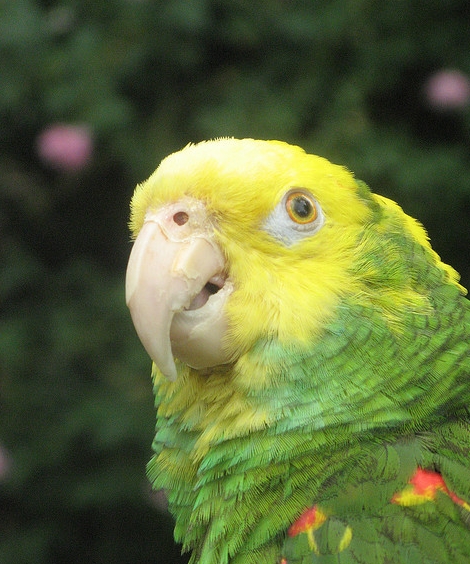 oratrix /i>),又名 b>黄头亚马逊鹦鹉 /b>或 b>黄冠亚马逊鹦哥 /b>,属